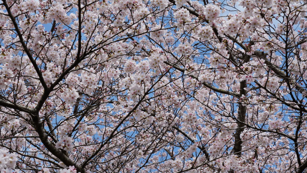 静岡県富士宮市での「桜と富士山」